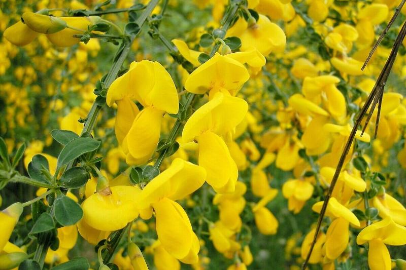 1280px-Cytisus_scoparius_by_Danny_S._ 001