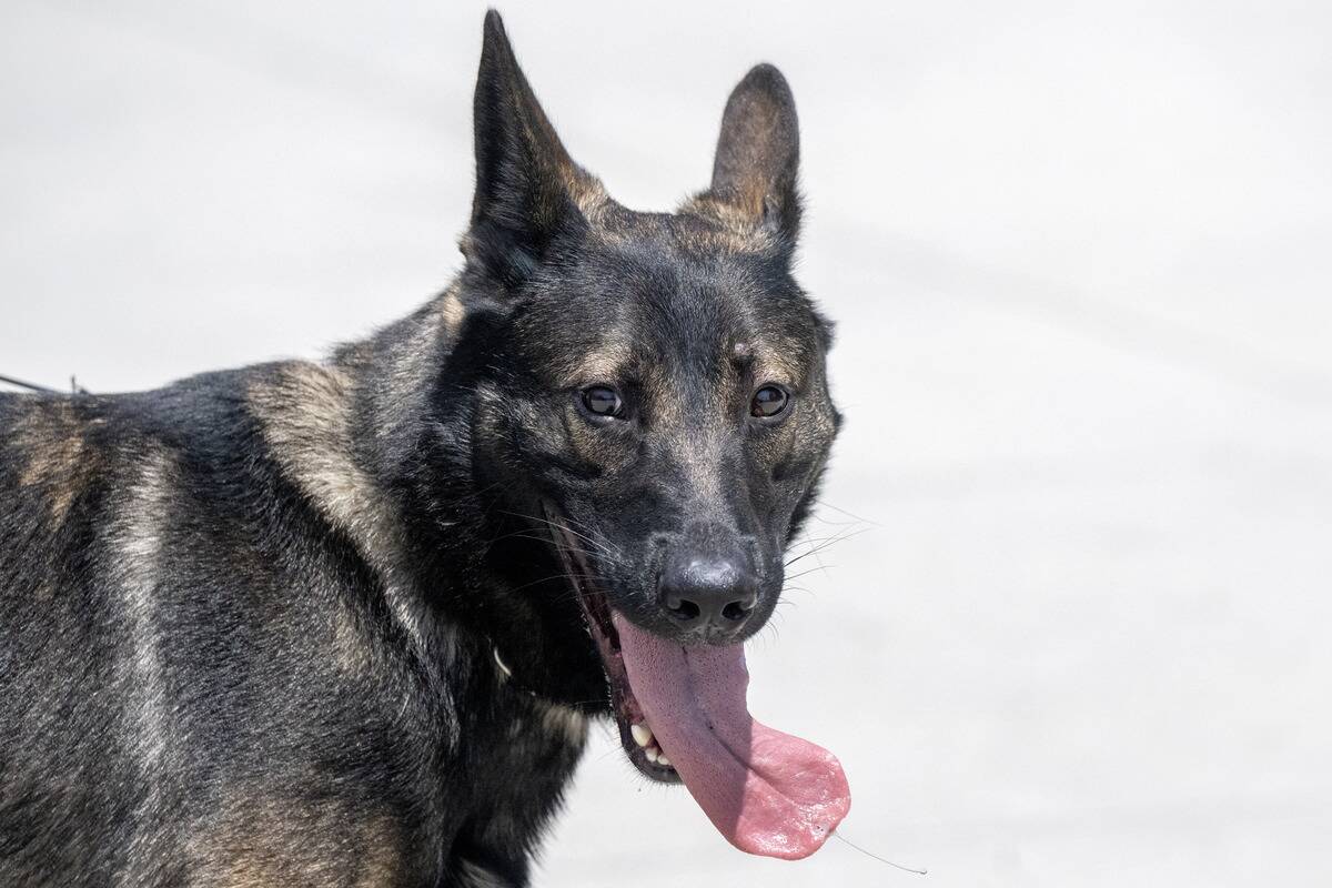 LAPD narcotics detection K-9 Bosco