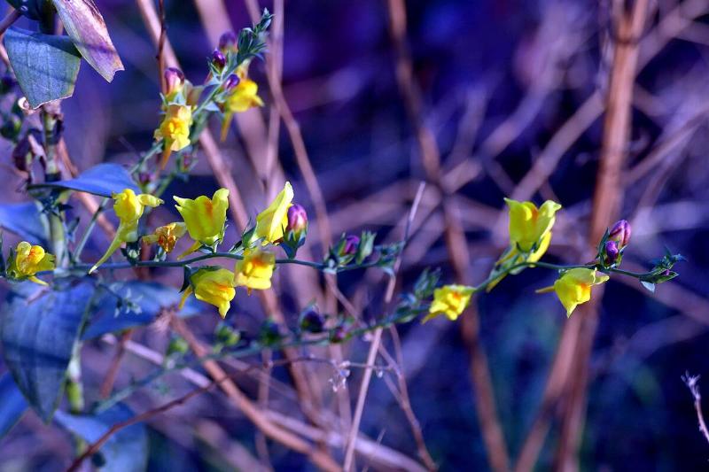 Fruit trees blossom again in Odesa