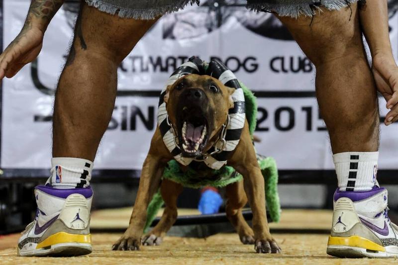 Thailand International Dog Show