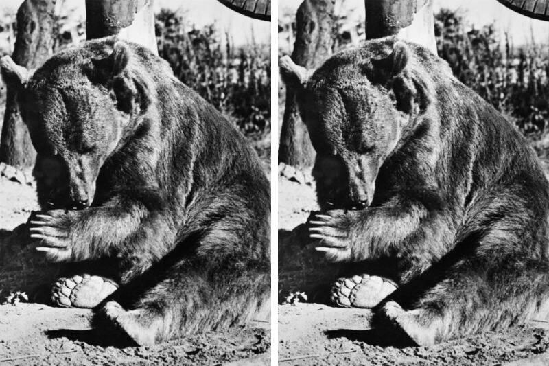 Wojtek bear2