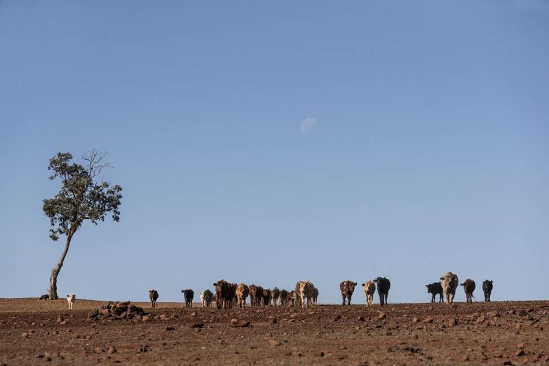 Farmers Continue To Battle Drought In New South Wales