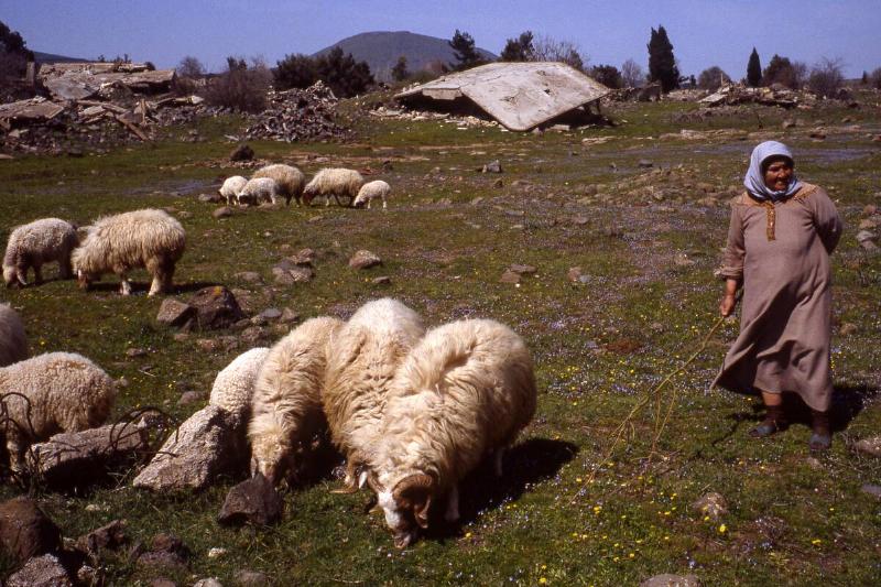 Shepherd In Quneitra