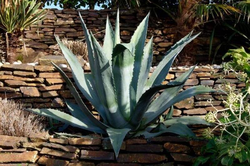 12 Renov Aloe Vera 22
