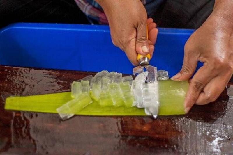 12 Renov Aloe Vera 31