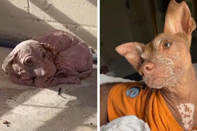 dobby2
