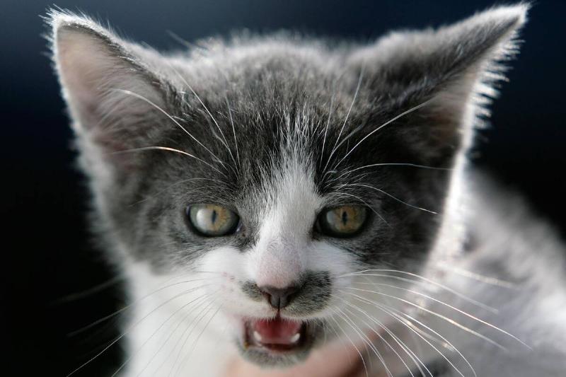 New Laws For Pet Welfare To Come Into Force