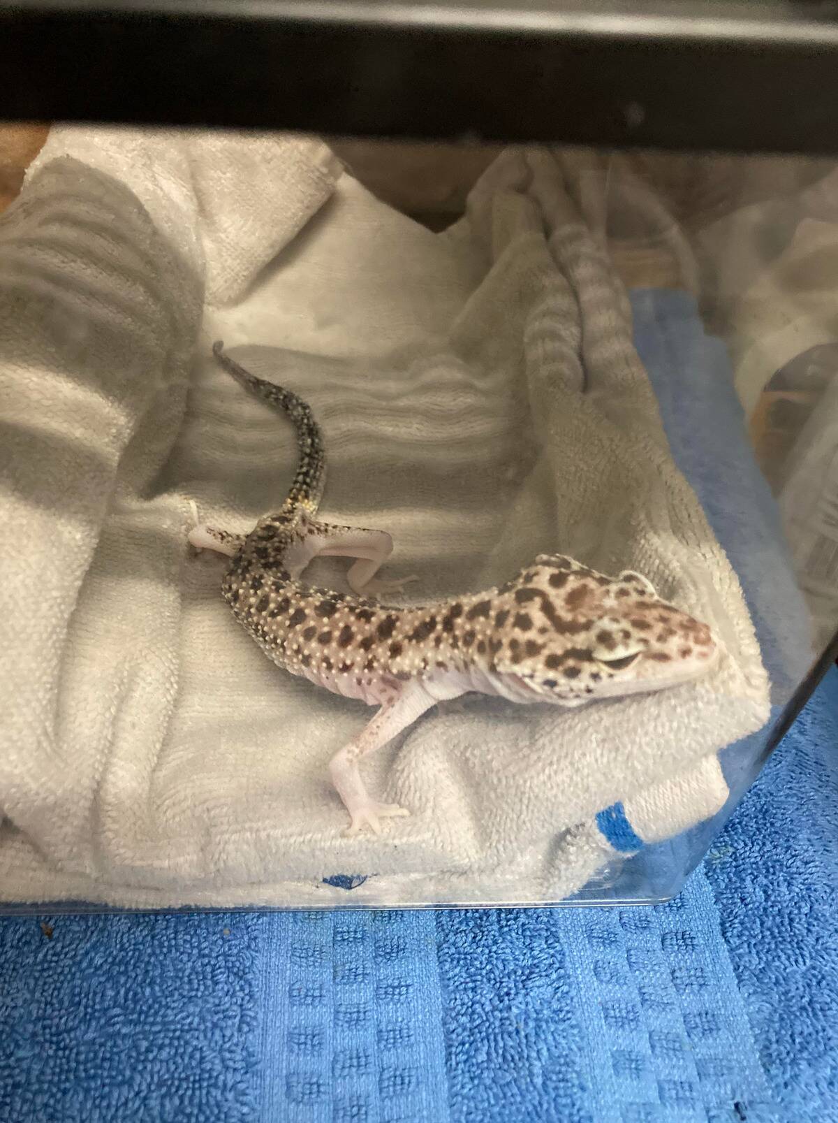gecko