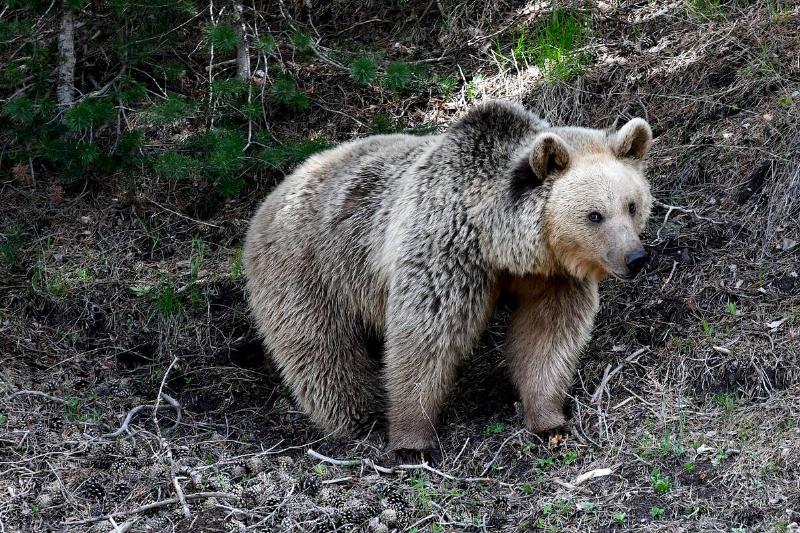 A brown bear and 2 cubs at Sarikamis in Turkiye's Kars