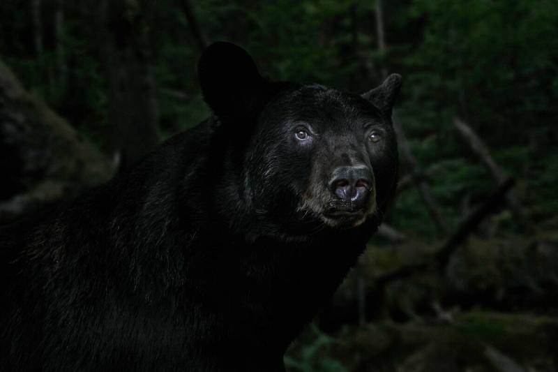 Close-up portrait of American black bear (Ursus americanus) foraging in forest at night