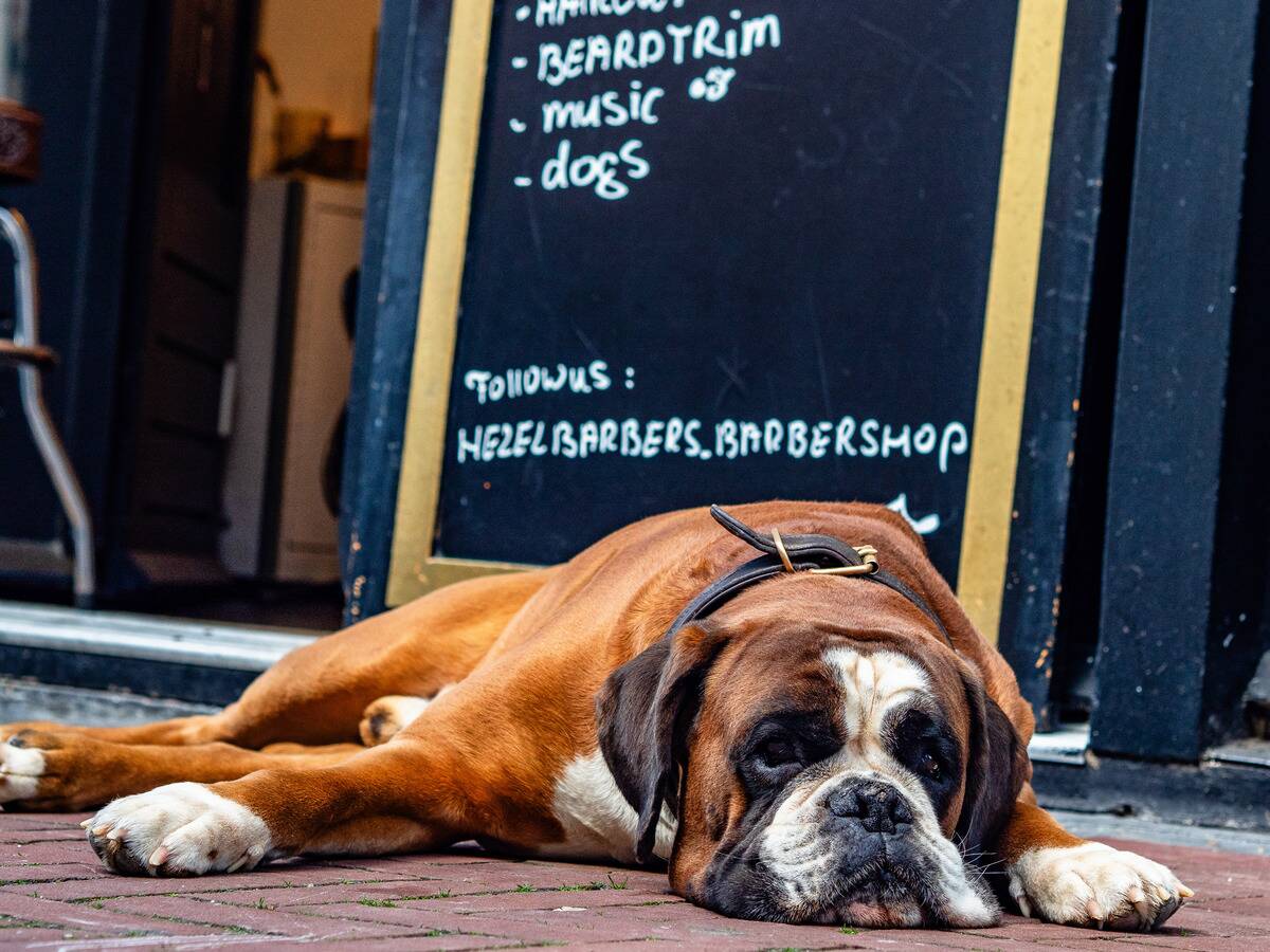 A boxer dog is seen lying on the ground on a warm morning...