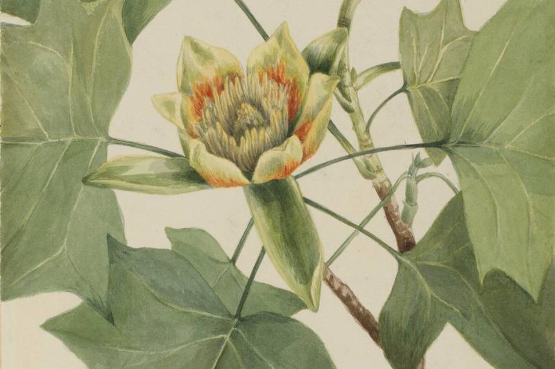 Tuliptree (Liriodendron Tulipifera)