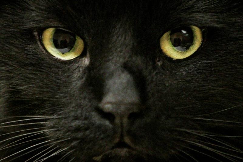 BLACK CAT--10/30/06--Toronto, Ont. The humane society protects black cats for a specified period of