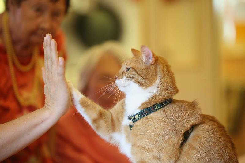 Cat Brings Therapy And Delight To The Elderly