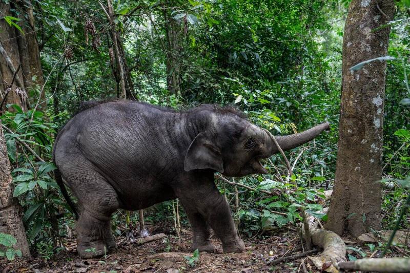 CHINA-YUNNAN-XISHUANGBANNA-WILD ELEPHANT-RESCUE(CN)
