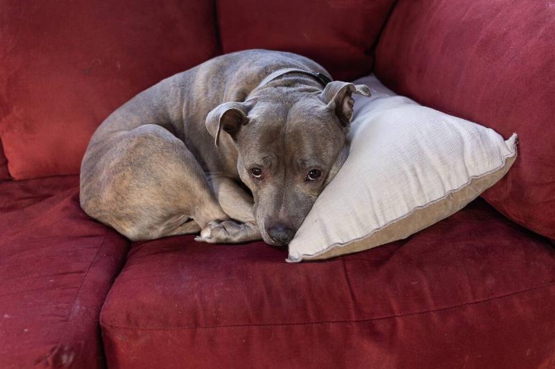Dog ownership