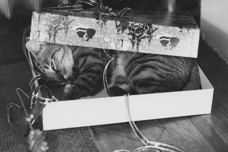 Gift Wrapped Tabby Cat