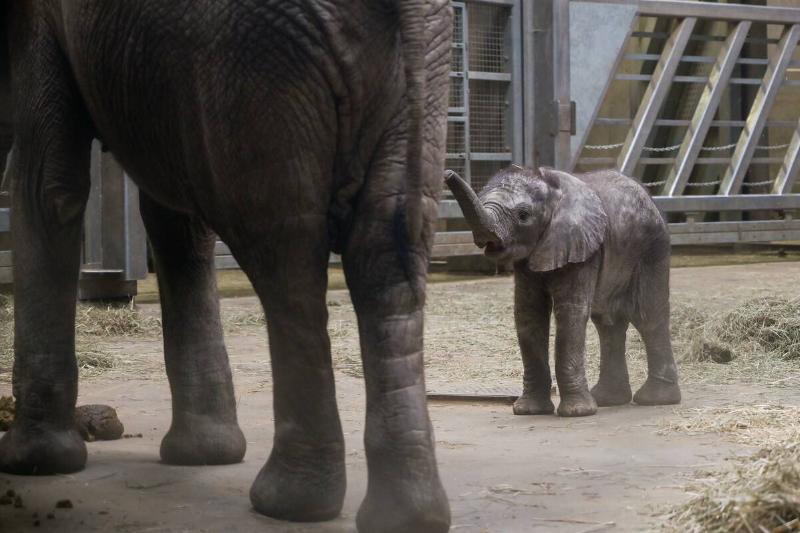Naming ceremony for baby elephant at Halle Mountain Zoo