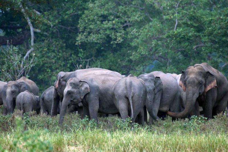 SRI LANKA-WILD ELEPHANT
