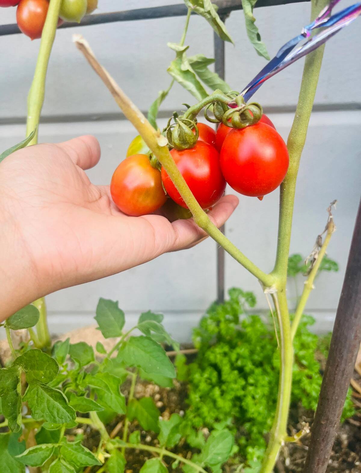 tomato plant