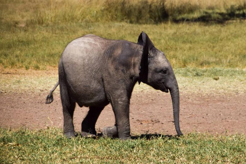 A rescued baby elephant at the Zimbabwe Elephant Nursery in...