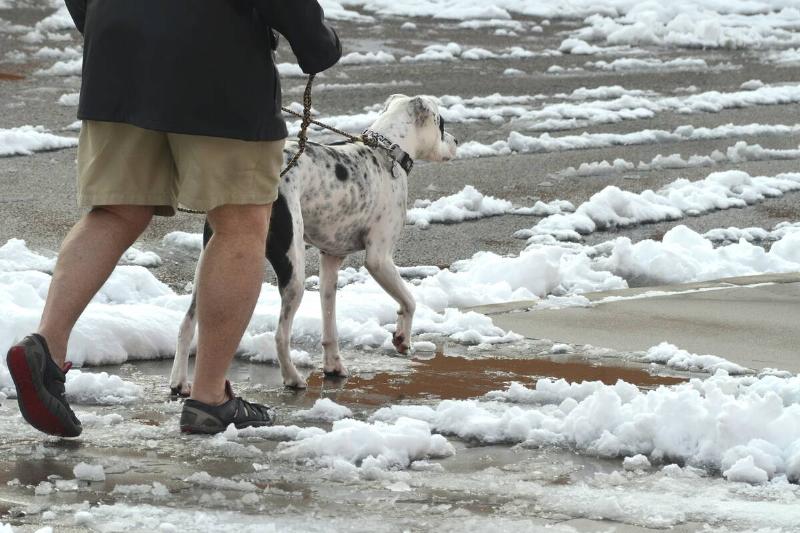 Dog walker in winter
