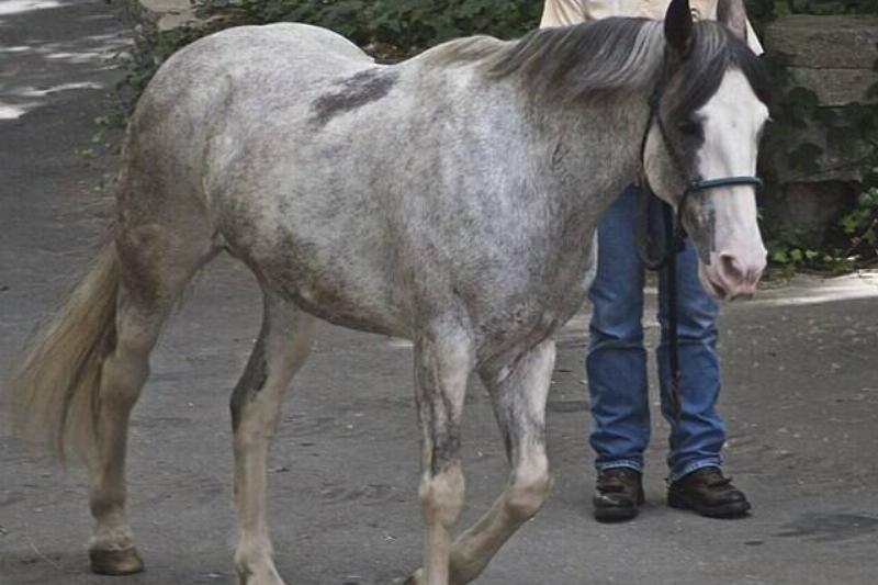 Blue_Roan