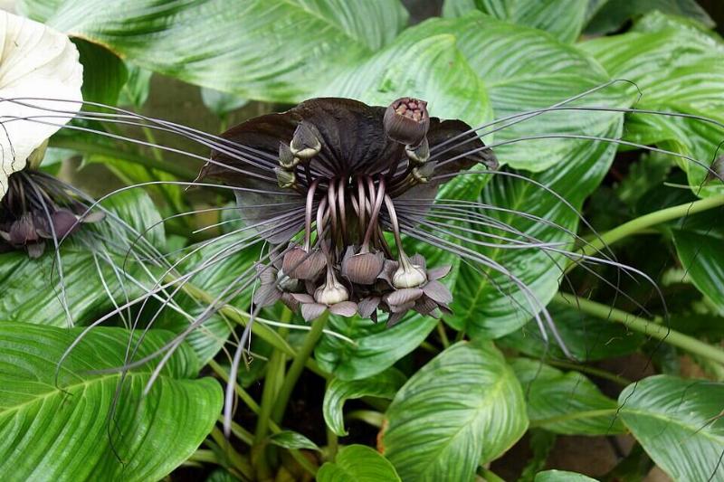 Tacca_chantrieri_ Conservatory_of_Flowers_-_San_Francisco,_CA_-_DSC03208