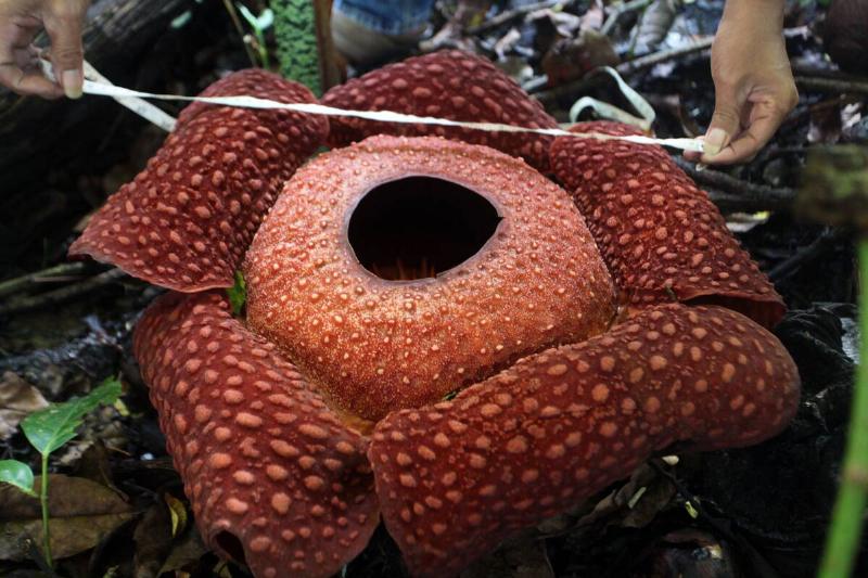 Cultivated Rafflesia Arnoldi flower blooms on a village in Indonesia