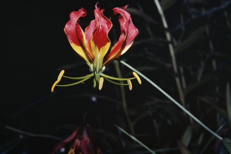 Flame lily (Gloriosa superba), Colchidaceae