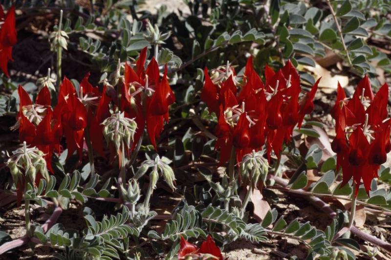 Sturt's Desert Pea or Glory Pea, Fabaceae