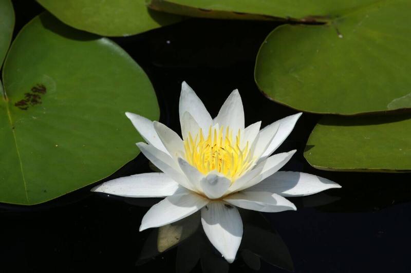 White lotus flowers