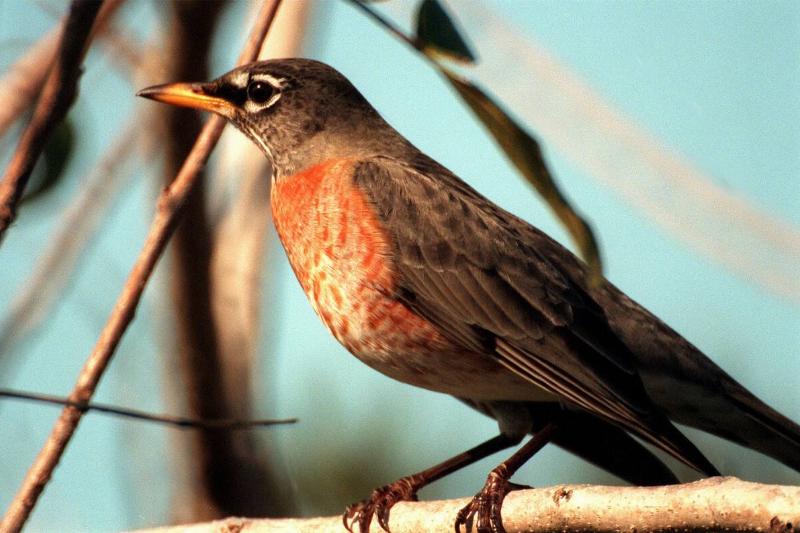 Merritt Island National Wildlife Refuge