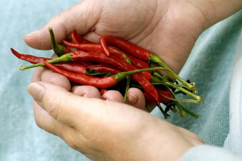 Person off-screen holding hot peppers