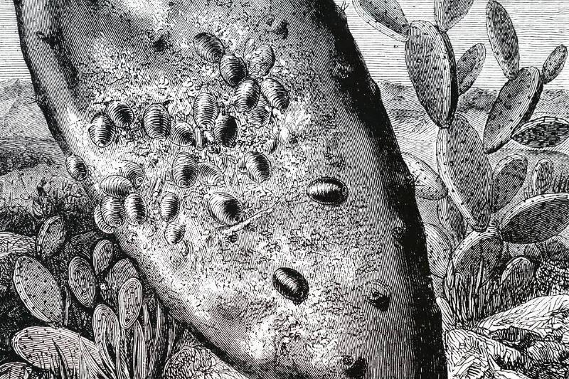 cochineal-beetles-32929