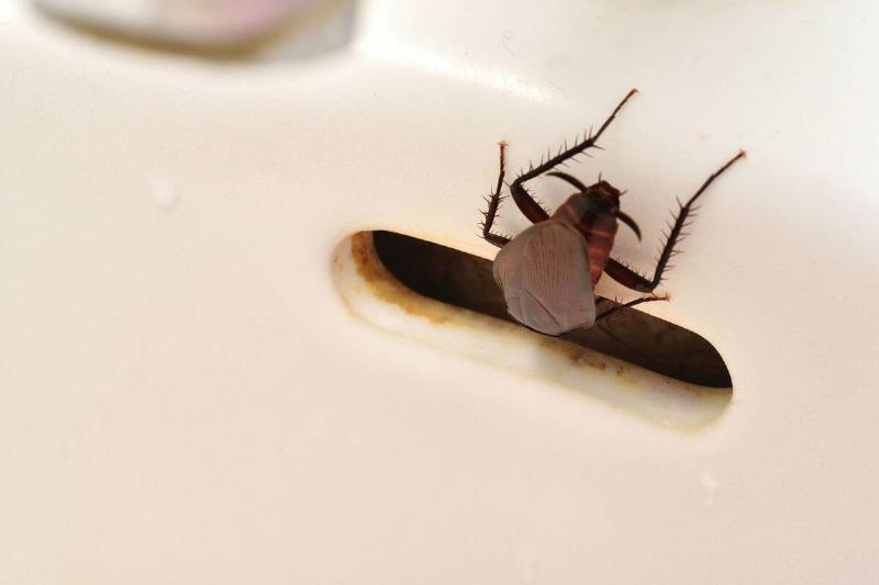 Cockroach crawling in a sink