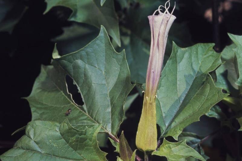 jimson-weed-or-datura-flower-and-seedpod-34891