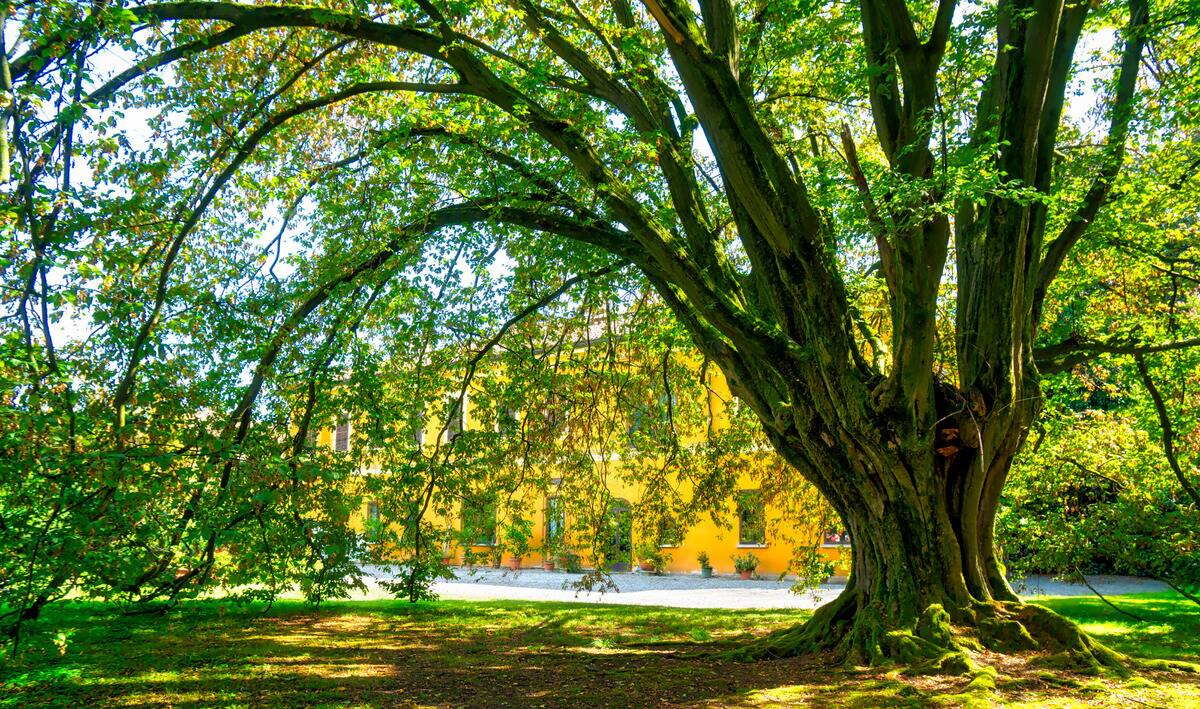 American Hornbeam next to a yellow building