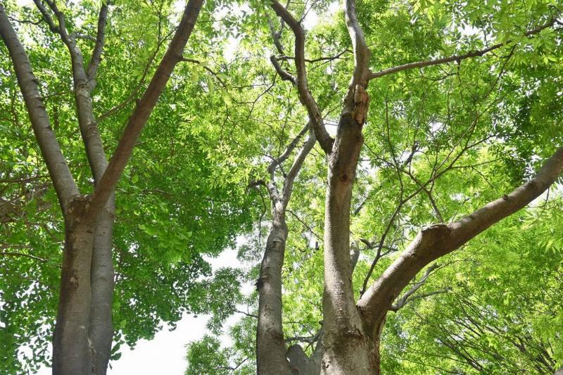 Looking up at a Japanese zelkova