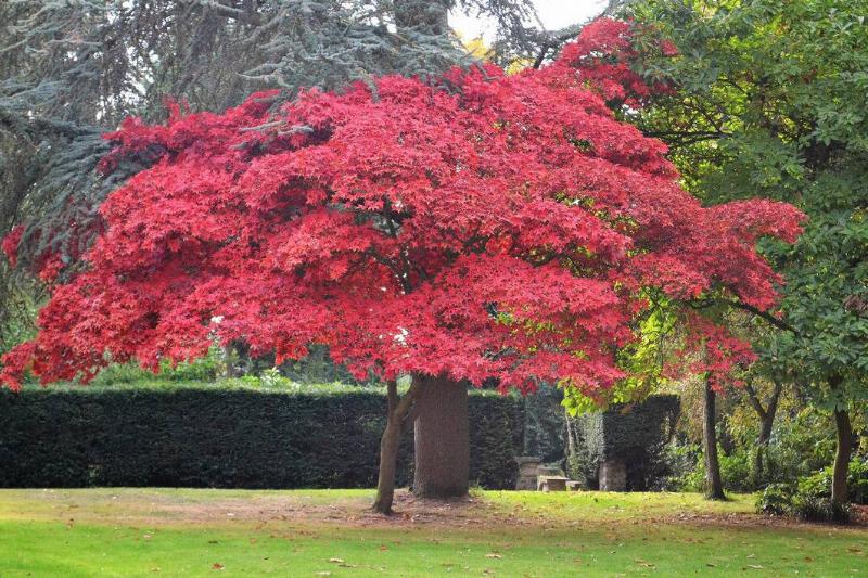 Amur Maple tree near a hedge