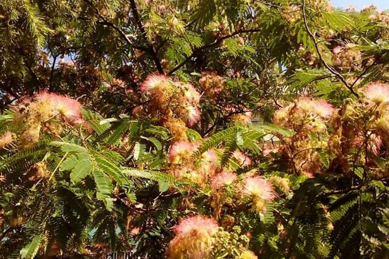 Close-up of a Persian silk tree