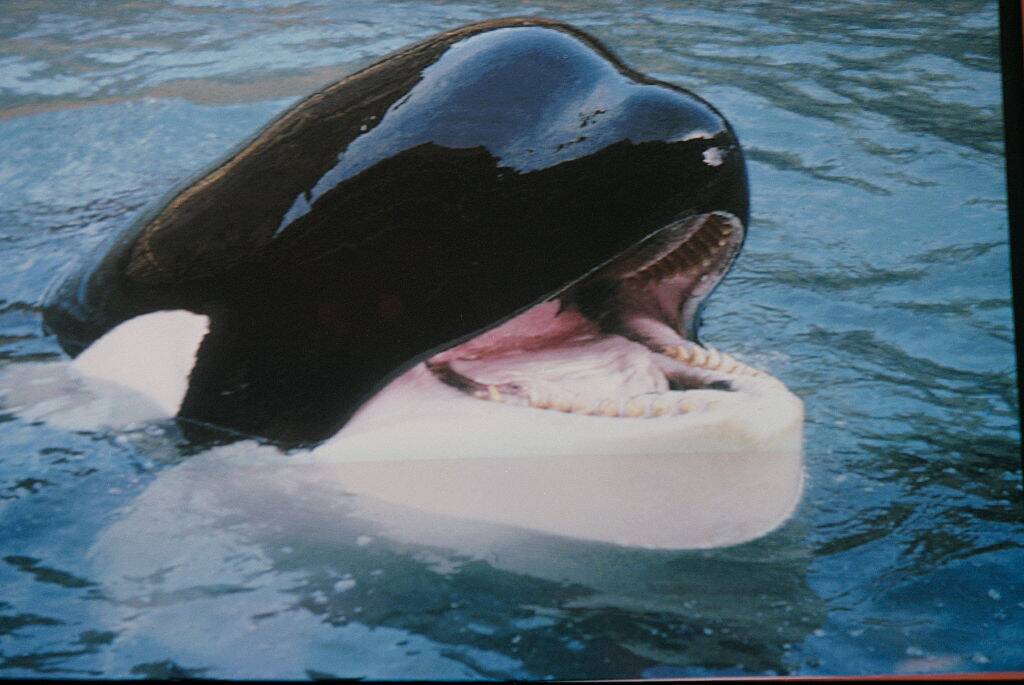 Keiko the orca sticking his head out of the water
