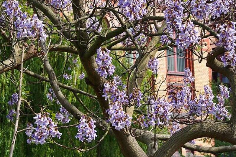 Imperial paulownia in front of a building