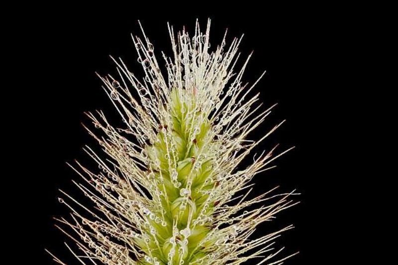 Close-up of yellow foxtail