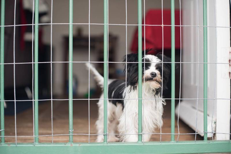 Small dog looking through an indoor fence