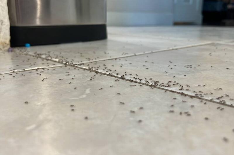 Ants crawling along a kitchen floor, near a silver trashcan