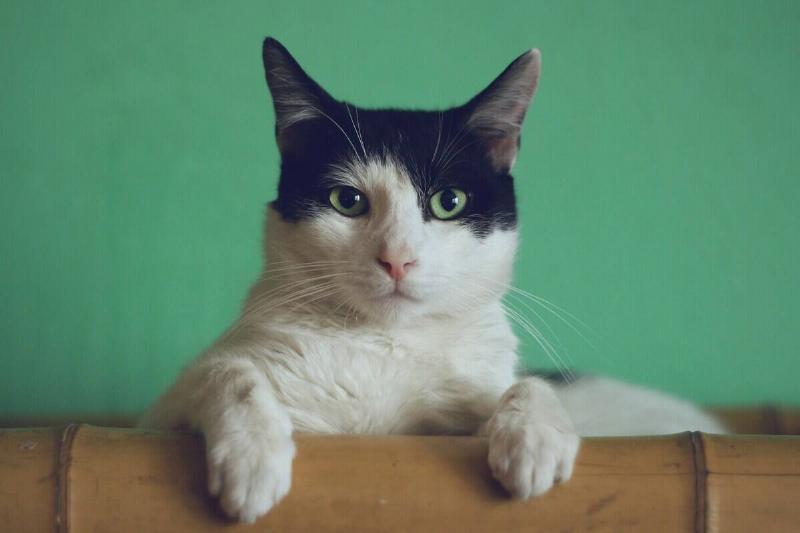 manja-vitolic-gKXKBY-C-Dk-unsplash