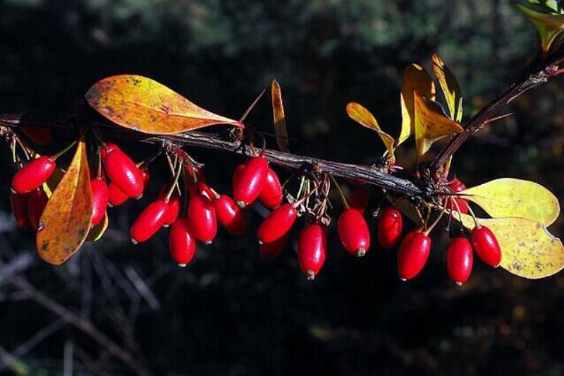 Close-up of a Japanese barberry branch