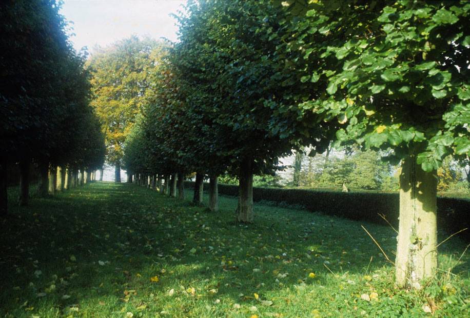 Row of Linden trees
