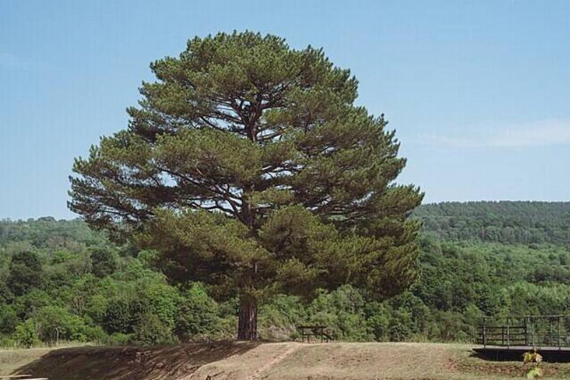 Austrian Pine at the top of a hill